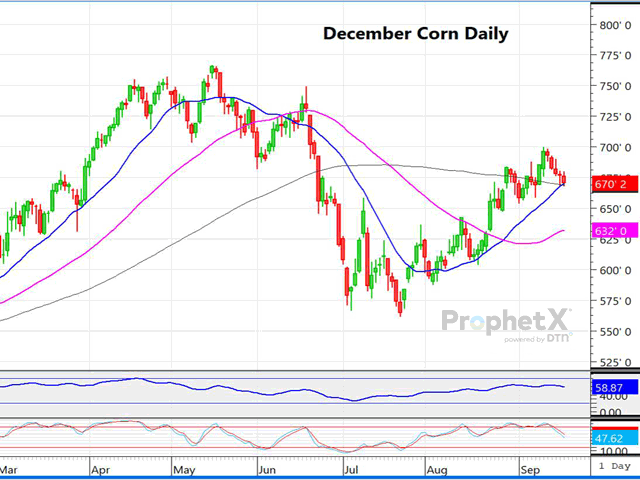 This is a daily chart of December corn, which shows five straight days of weakness, and the real threat of a change from the current uptrend to more bearish. (DTN ProphetX chart by Dana Mantini)