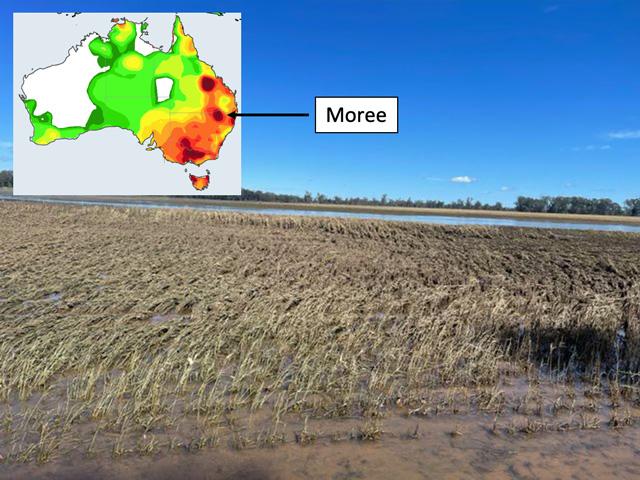 Lush wheat fields near Moree, New South Wales, Australia are now a flat, ruined mess due to flooding from more than six inches of rain in the past two weeks. (Photo courtesy Bernie Jackson; DTN rainfall graphic)