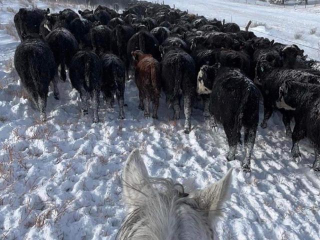 Regardless of how much hay gets fed, regardless of how much fuel gets used up, and with little to no sleep, cattlemen are there being the stewards they were called to be. (Photo courtesy of Michaella Fenster)