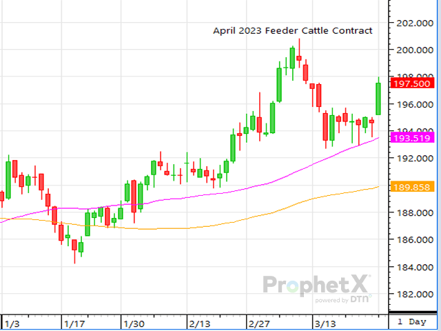 Snow accumulations in the North during the weekend have feeder cattle contracts trading higher. (ProphetX chart)