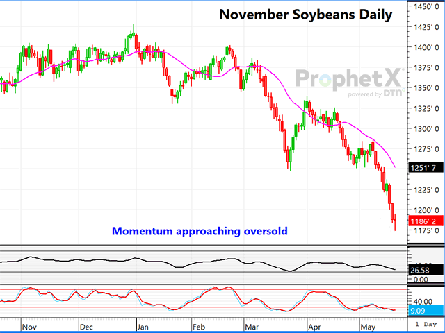 This is a daily chart of November 2023 soybean futures, showing the recent plunge in prices in the past 10 days. (DTN ProphetX chart by Dana Mantini) 
