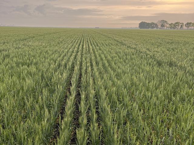 At first glance, this spring wheat field in Grafton, North Dakota, looks great. But on closer inspection, this field is only shin high, fully headed and flowering, according to Garrett Thompson, and the heads are very small. (Photo by Garrett Thompson)