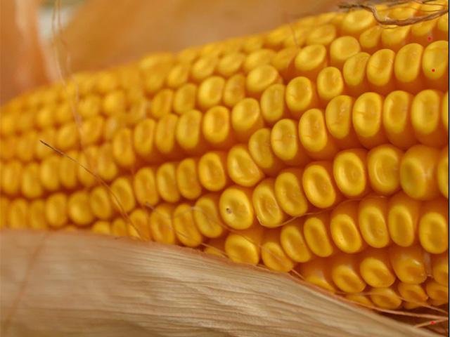 The percentage of Iowa corn that has reached the dent stage is the highest at this point in the season since 2012. (Cook Seed photo)