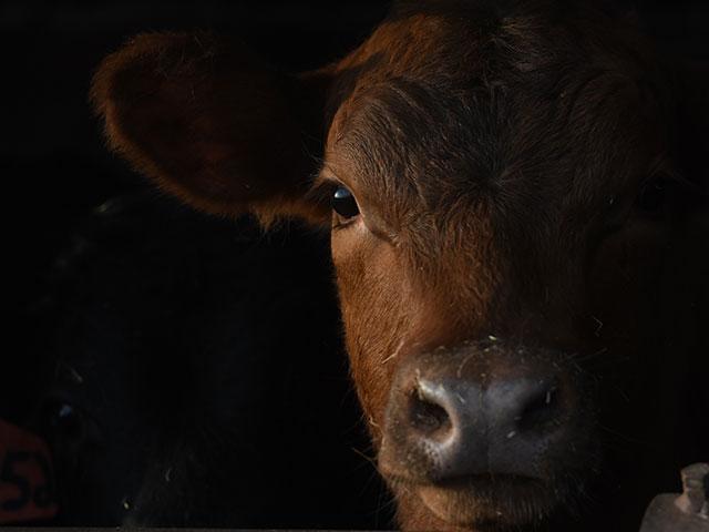With the recent advancements throughout the cash market, and the much-needed leverage that has been regained throughout the feedlot sector, a redistribution of the market&#039;s dollars could be what producers look most forward to in 2022. (DTN photo by Joel Reichenberger)