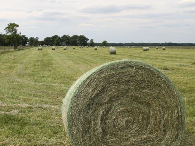 USDA&#039;s Risk Management Agency has made some changes to prevented-planting insurance this week. Among the changes, farmers in some parts of North Dakota and South Dakota can hay or graze cover crops starting Sept. 1. (DTN file photo) 