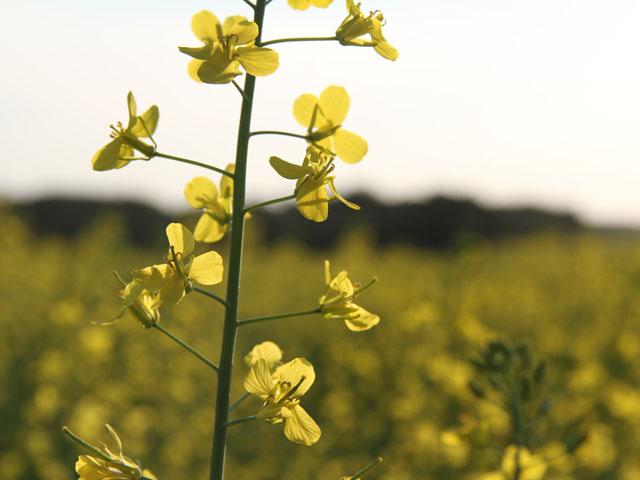 2023-24 ICE canola contracts (March, May and July) all reached fresh contract lows on the last day of the first week of 2024. (DTN file photo by Elaine Shein)