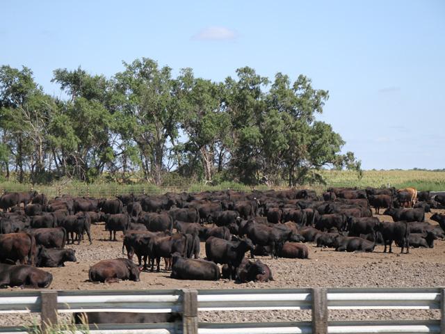 Cattle have been struggling with the high heat and humidity during some of the heat waves this summer. USDA on Friday announced it would increase Livestock Indemnity Program (LIP) payments for heavier-weight cattle. The change is retroactive to the beginning of the year. (DTN file photo by Elaine Shein)  