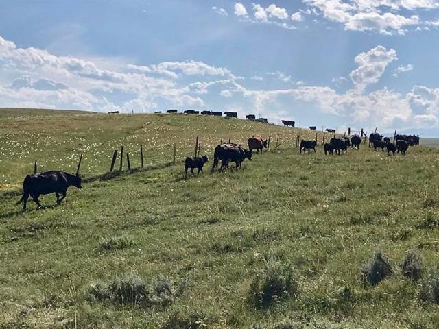 From keeping tabs on feeder cattle prices to gauging Friday&#039;s Midyear Cattle Inventory report, this week will be telling for the cattle market and what&#039;s left to come in 2022. (DTN photo by ShayLe Stewart)