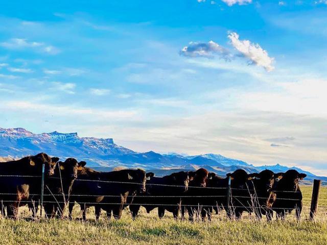 As the supply of market-ready fat cattle continues to build, it will be important to watching the cash cattle market in the next couple of weeks. (DTN photo by ShayLe Stewart)