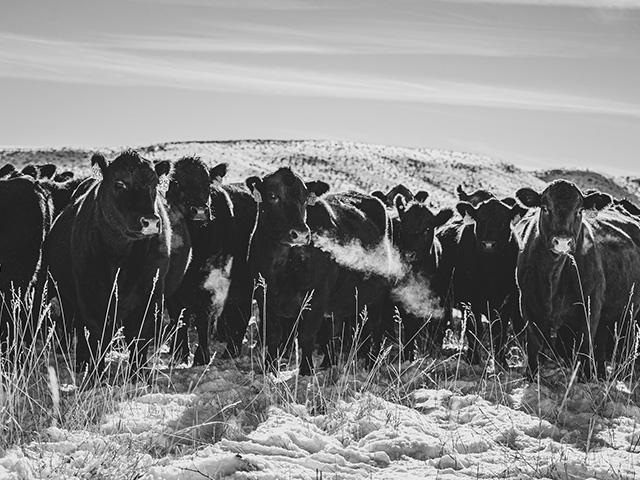 While the market&#039;s fundamentals are extremely bullish, cattlemen haven&#039;t begun to keep replacement females back, as they desire to see more promise in the market and yearn to see drought conditions improve. (Photo by Kristen Shurr)