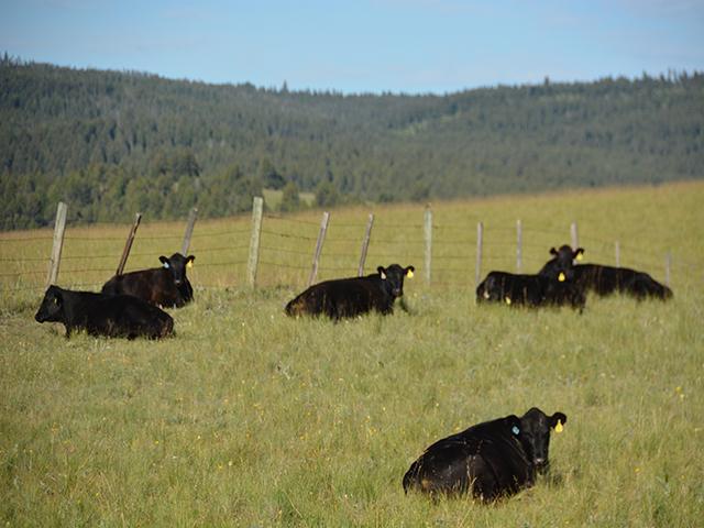 Cattle rest in a Montana pasture. The Grasslands Conservation Reserve Program allows producers to enroll their acreage in the program and continue to use it for grazing or haying purposes. USDA accepted 2.7 million acres in its latest enrollment for Grassland CRP. USDA stated acreage could top 25.8 million acres in fiscal year 2024, the highest in more than a decade (DTN photo by Chris Clayton) 