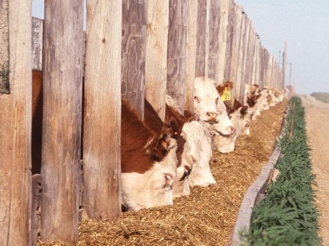 As the cattle cycle moves from having a plethora of cows to having the second smallest cow herd in the last 50 years, the market is changing and prices are beginning to reflect the market&#039;s change in tone. (DTN file photo)