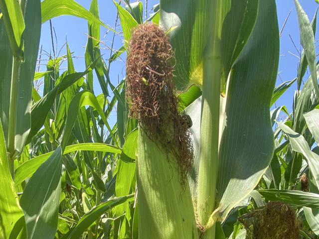 The impact of weather differences is showing up in some large yield prospect variability in the Corn Belt. (DTN photo by Bryce Anderson) 