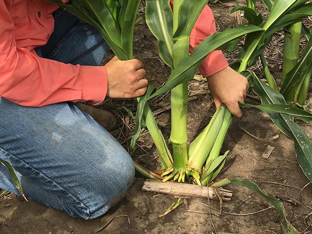 Corn farmers may cringe when they find tillers in their fields, but research shows these extra shoots aren&#039;t necessarily detrimental to yields. (Photo courtesy of Rachel Veenstra)