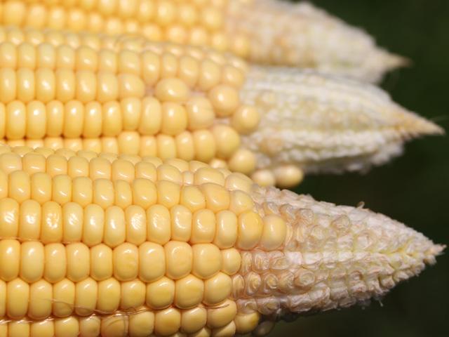 Tip back, or aborted corn kernel development, can be a signal of corn crop stress and an indicator of reduced yield. (DTN file photo by Pam Smith)