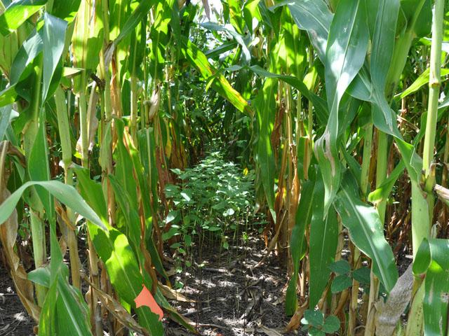 Cover crops inter-seeded into mature corn. Cover crops make up a large focus for carbon market programs, but there are other practices that are not being considered. A new report looks at ways to transform carbon programs. (DTN file photo) 
