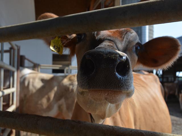 A Jersey cow on a Michigan dairy farm. The Federal Milk Marketing Order (FMMO) ensures minimal floor prices for fluid milk nationally. Groups want to change the pricing order, but they have different views on what should happen. (DTN photo by Chris Clayton)