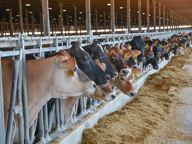 Milking cows at a Minnesota dairy operation in July 2019. The U.S. Trade Representative is raising questions with Canada about tariff-rate quotas for dairy products. USTR sees Canada trying to shut out greater exports from the U.S. (DTN photo by Chris Clayton) 