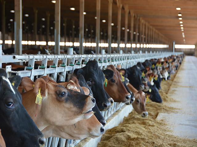 Dairy cows at a Riverview dairy in Minnesota. The U.S. and Canada are continuing their cross-border dispute over rules about U.S. dairy exports to Canada and which businesses can use the tariff-rate quota to buy dairy products at a lower tariff rate. (DTN file photo by Chris Clayton) 