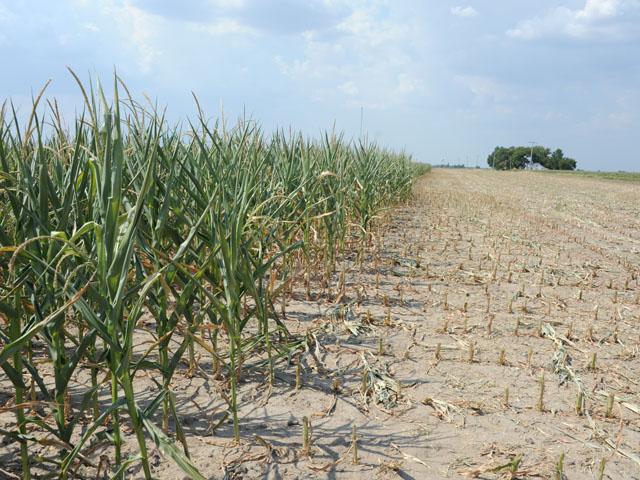 The Biden administration is looking at ways to address the drought that is spreading across western states and the Plains. A failed corn crop from a past drought reflects some of the risks to agricultural production if drought continues this year.  (DTN file photo) 
