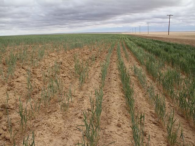 A wheat field in Colorado hammered by drought. Western states have seen more prolonged drought conditions and want more federal resources in the farm bill to help build watershed-scale projects and help reduce soil erosion. (DTN photo by Elaine Shein) 