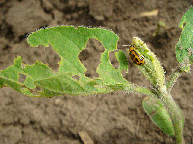 Bean leaf beetles can do a lot of damage, but it is easy to overestimate the damage. A new free tool helps assess injury. (DTN photo by Pamela Smith)
