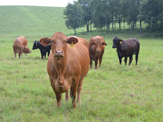 U.S. cattle producers, lawmakers and some state secretaries of agriculture have raised concerns about USDA agreeing to allow imports of beef from Paraguay. Under the rule, which goes into effect Dec. 14, Paraguay is allowed to export up to 6,500 metric tons of beef to the U.S. (DTN file photo) 