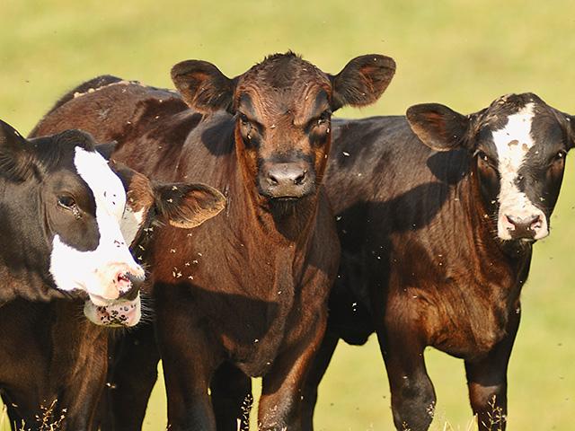 USDA changed premium due dates and increased premium subsidies for the Livestock Risk Protection Program on Tuesday. (DTN file photo by Jim Patrico) 