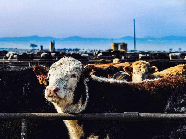 Some U.S. senators from agricultural states make the case that the report on cattle markets released Wednesday shows a need for action by Congress.  (DTN file photo by Mandi Cottrell)