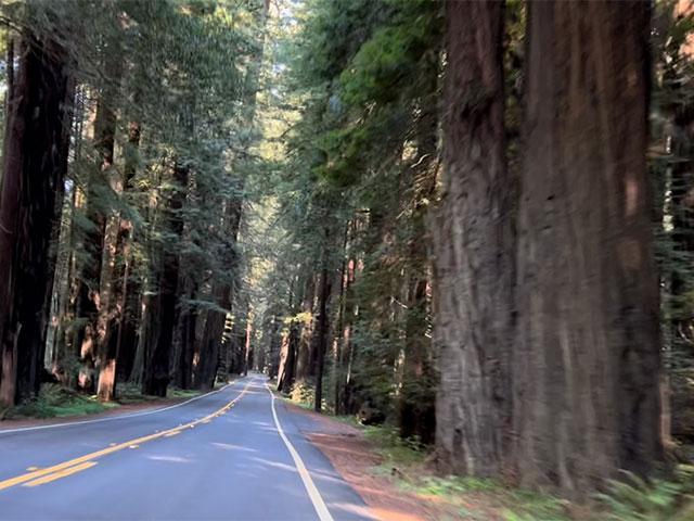 President Joe Biden&#039;s executive order would require USDA and the Bureau of Land Management to conduct a national survey on old-growth trees on federal lands, such as California Redwoods. Photo from California&#039;s Avenue of the Giants in Humboldt Redwoods State Park. (DTN photo by Chris Clayton) 