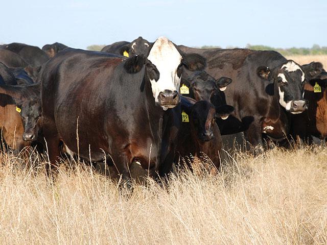 Discerning what news needs to affect the market and what news is merely external chatter can be a tough call. (DTN/Progressive Farmer file photo by Mark Parker)