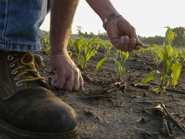 Checking stands and scouting for stressors in corn and soybeans now could pay off later. (DTN photo by Gregg Hillyer)