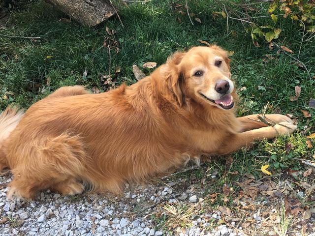 Golden retriever Lucy started as a college dog and went on to inspire many as a faithful companion and a therapy dog. (DTN photo by Pamela Smith)