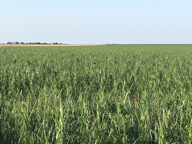 This corn field belonging to Chris Cullan of Hemingford, Nebraska, was hit by hail on July 9. Cullan said that the hailstorm hit a lot of acres, crossing Box Butte county about three to five miles wide. (Photo courtesy of Chris Cullan)