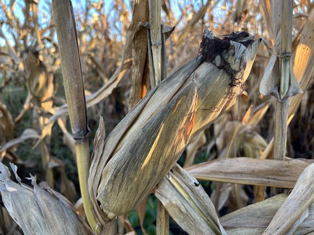 That black soot on corn isn&#039;t a disease, but a natural organism designed to help break down residue. It makes harvest a very dirty job this year for some farmers. (DTN photo by Pamela Smith)
