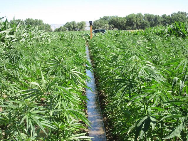 An irrigated hemp field in Colorado. The hemp industry, which now makes up about 450,000 to 500,000 acres nationally, is concerned about a DEA rule that could make hemp processing and waste products into Schedule I drugs. (Photo courtesy of the Colorado Department of Agriculture) 