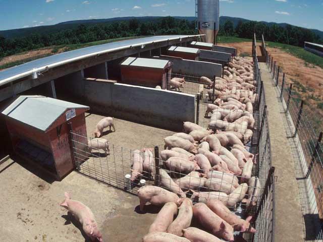 Pork producers are faced with euthanizing as many as 700,000 hogs weekly because of packing plant closures. The National Pork Producers Council received a letter from the Department of Justice on Friday assuring there would be no anti-trust issues in collaborating about such a challenge. (DTN file photo) 