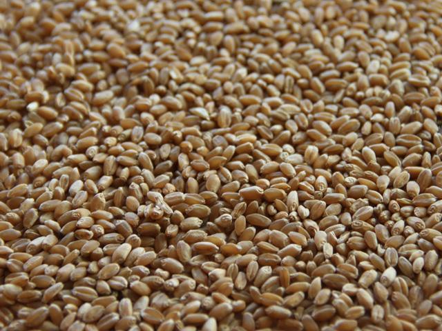 The Canadian Grain Commission has repealed planned grading changes for wheat following protest by producers and farm organizations. (DTN file photo by Elaine Shein)