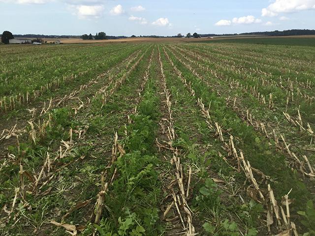 The Pandemic Cover Crop Program (PCCP) provides premium benefits for farmers growing cover crops. To get the $5 premium discount, though, producers need to file an acreage form with FSA detailing their 2022 cover crop plans before March 15. (DTN file photo) 