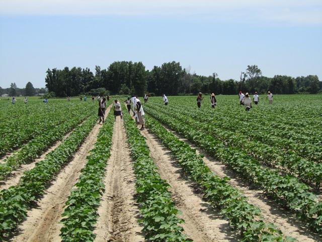 Congress has been focusing on agricultural labor in several ways this year. A Senate hearing on Wednesday will look at immigrant labor, the H-2A program and possible reforms for farmers to bring in more guest workers. The debate on these proposals often centers around whether to legalize hundreds of thousands of farm workers now in the country who are undocumented. (DTN file photo) 