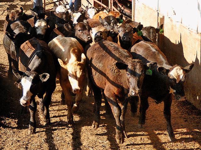 An analysis of the Cattle Price Discovery and Transparency Act by Texas A&amp;M University shows it would increase negotiated cash cattle sales by about 2.3 million head. Most of that shift in cattle marketing would come in southern Plains states such as Texas and Oklahoma. (DTN file photo) 