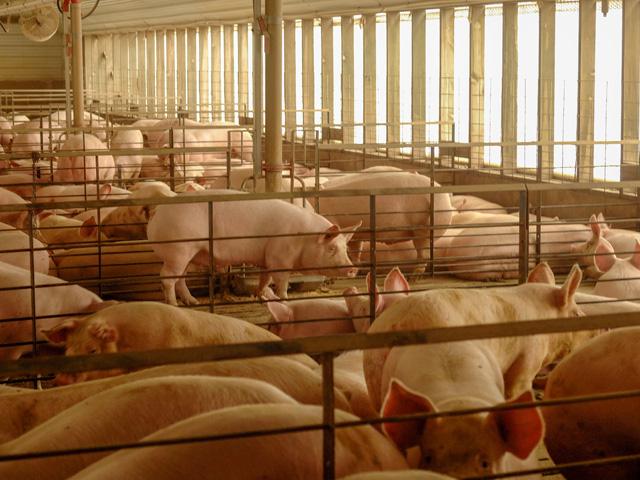 Hogs at a pork barn in Missouri. Eleven GOP governors wrote congressional leaders on Tuesday calling on Congress to pass a bill that would ensure federal law supersedes state law&#039;s such as California&#039;s Proposition 12. (DTN file photo) 