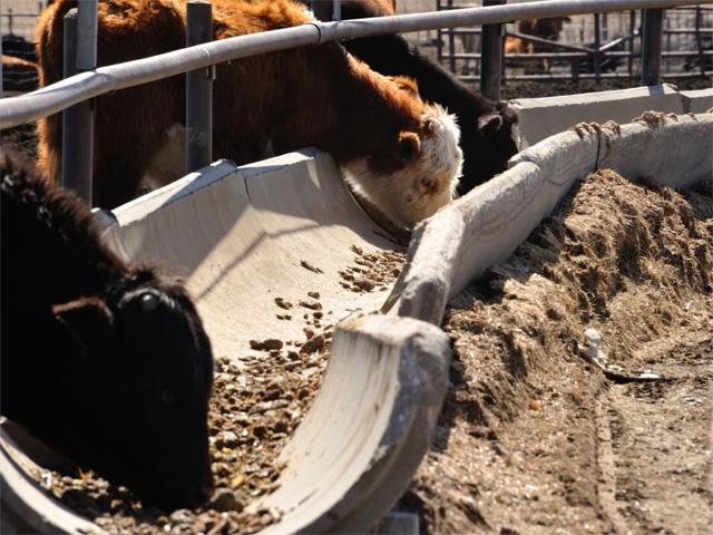 With the feeder cattle market not tested since before Christmas, this week&#039;s market should be met with ample demand amid the cash cattle rally. (DTN/Progressive Farmer file photo by Jim Patrico)