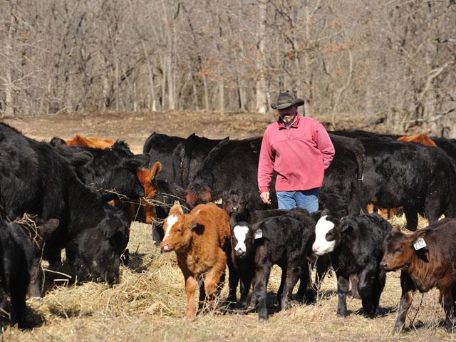 Feeder cattle prices suffered from a deteriorating cash cattle market and skyrocketing corn prices last week. (DTN file photo by Jim Patrico)