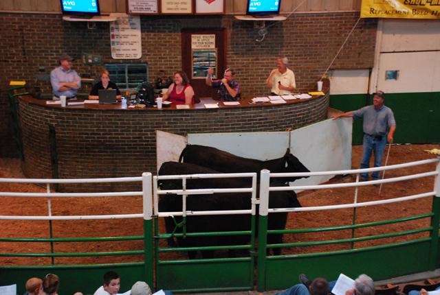 Under a bill introduced by senators on Wednesday, the largest meatpackers would have to buy at least 50% of their cattle on the cash market, such as at an auction. Like a lot of issues within the industry, cattle groups are divided over the bill. (DTN file photo) 