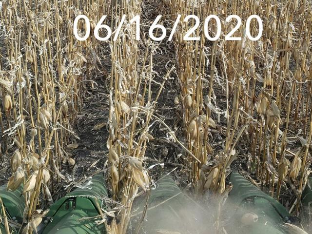According to Shaun McCoy, Larimore, North Dakota, most of the 2019 corn harvest (up to 90%) in his area of eastern North Dakota happened in March-April 2020. Quite a few farms tried harvesting some corn before winter really hit with a pretty big storm. He added that most farmers realized it wasn&#039;t worth harvesting since the test weight was sub-50 lbs and moisture was almost mid-20s. This picture sums up one of the setbacks many North Dakota farmers had this past spring when planting season arrived. (Photo by Shaun McCoy)