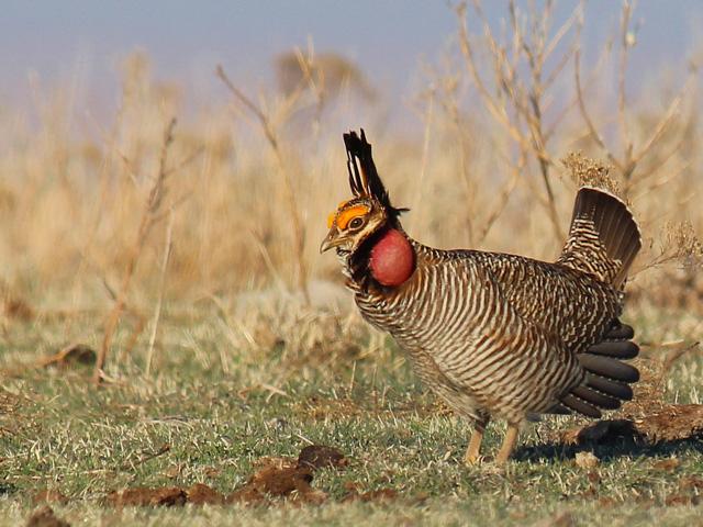A male lesser prairie chicken in Kansas. A federal rule that would declare the lesser prairie chicken as "threatened" in Kansas, Colorado and Oklahoma, would also list the bird as "endangered" in New Mexico and parts of Texas. Attorneys general in Kansas, Oklahoma and Texas have filed notices they intend to sue when the rule goes into effect. (image from U.S. Fish and Wildlife Service) 