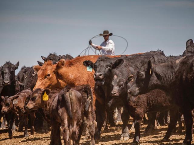 This is a season of learning how to endure a rollercoaster ride that is not done yet in the cattle business. (Photo by Kayla Sargent)