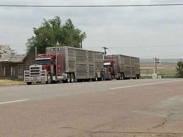 Livestock trucks on the side of the road in Oklahoma. The Federal Motor Carrier Safety Administration on Monday extended a waiver for commercial trucks from the federal Hours of Service regulation. (DTN file photo by Mary Kennedy) 
