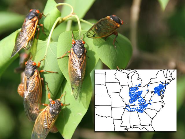 Periodical cicadas have bright red eyes and tend to show up in droves. The map indicates the historical distribution of Brood X. Volunteers are being asked to help photograph and document the insect as they emerge. (DTN photo by Pamela Smith; map courtesy of Gene Kritsky)
